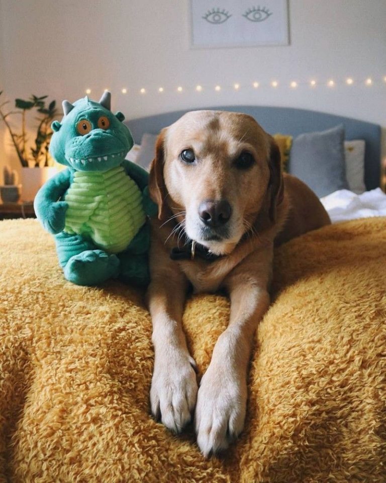 Perfect Features of the Blue Dog Plush Toy: The Ultimate Toy for Your Pet